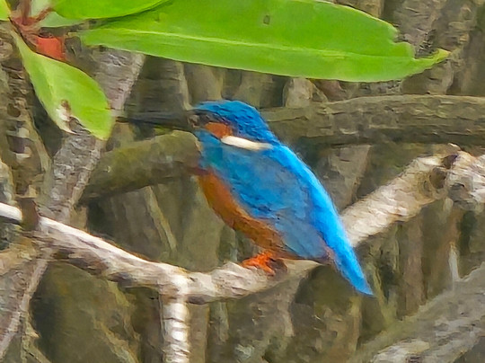 Bentota Travel Mart-班托塔必去景点