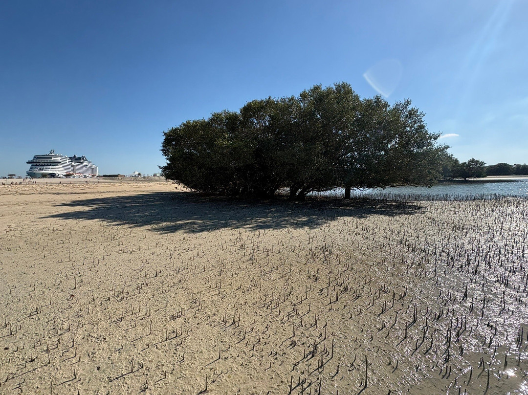 Sir Bani Yas Cruise Beach-萨巴尼亚岛必去景点