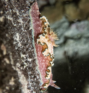 DivePoint Rannalhi-绚丽岛必去景点