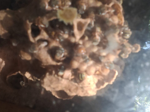 Bee Friendly Conservation Park-考祖梅必去景点