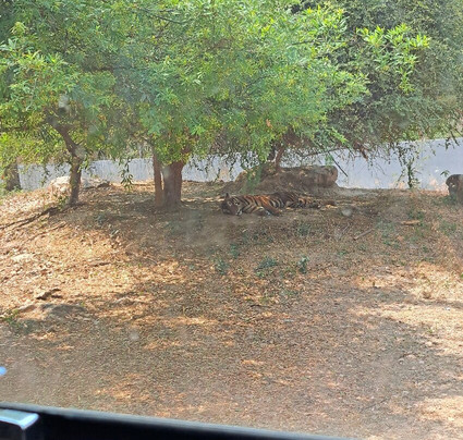 Safari Park Open Zoo-北碧必去景点