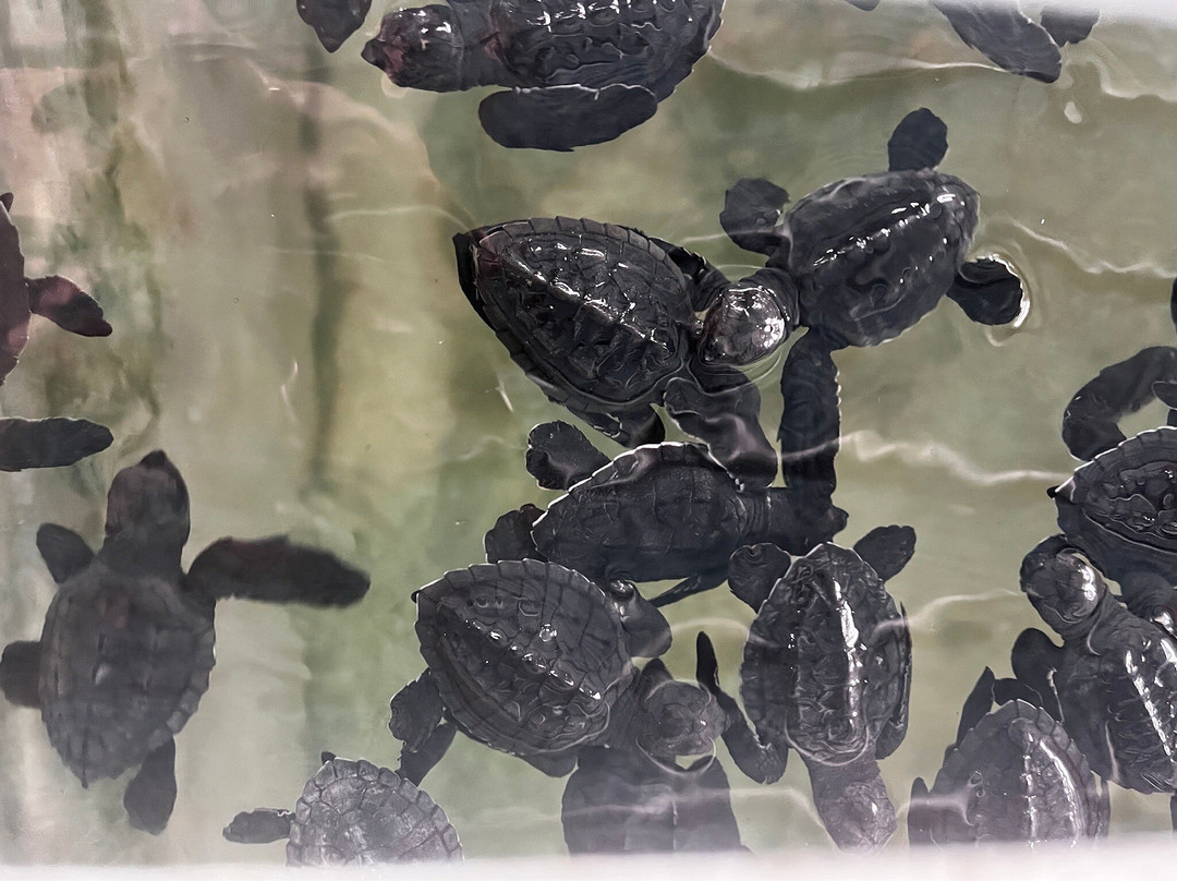 Ahungalla Sea Turtles Conservation And Research Center-亚洪加拉必去景点