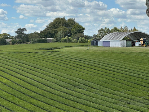 Zealong Tea Estate-汉密尔顿必去景点
