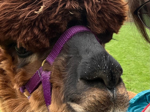 Alpaca Walking - With Spring Farm Alpacas-Fletching必去景点