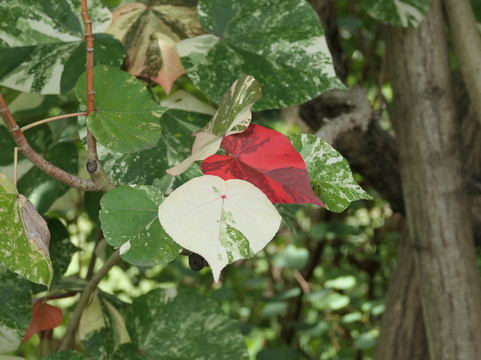 J.R. O'Neal Botanical Gardens-Road Town必去景点