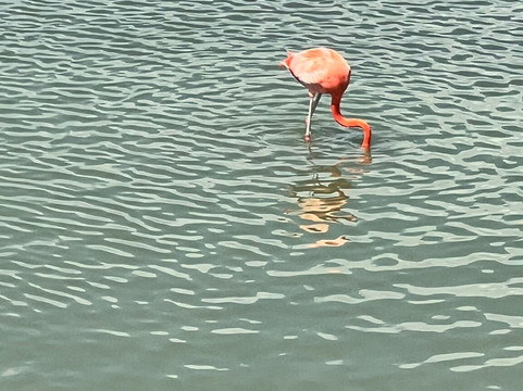 Leonabelle Turnbull Birding Center-阿兰瑟斯港必去景点