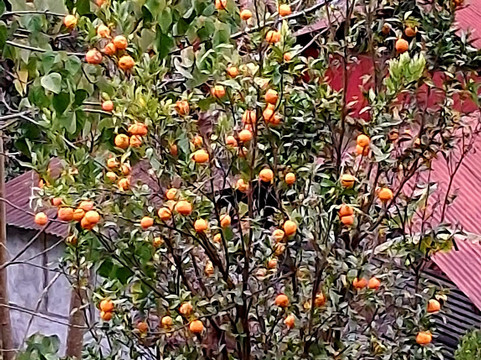 River Orange Garden-Pelling必去景点