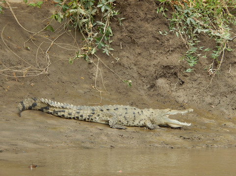 Hacienda El Viejo Wetlands-Area de Conservacion Guanacaste必去景点