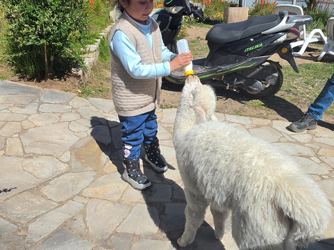 米拉多尔德蒂蒂卡卡主图