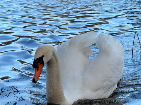 Virginia Water Café-Virginia Water必去景点