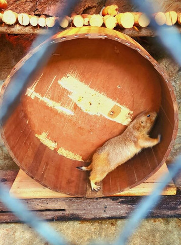 The Bonanza Exotic Zoo-北冲县必去景点