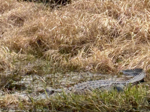 Okefenokee Adventures-Folkston必去景点