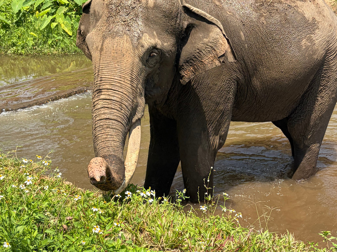 Doi Lom Elephant Rescue Sanctuary-夜登必去景点