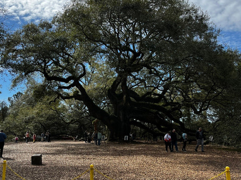 Angel Oak Tree-Johns Island必去景点