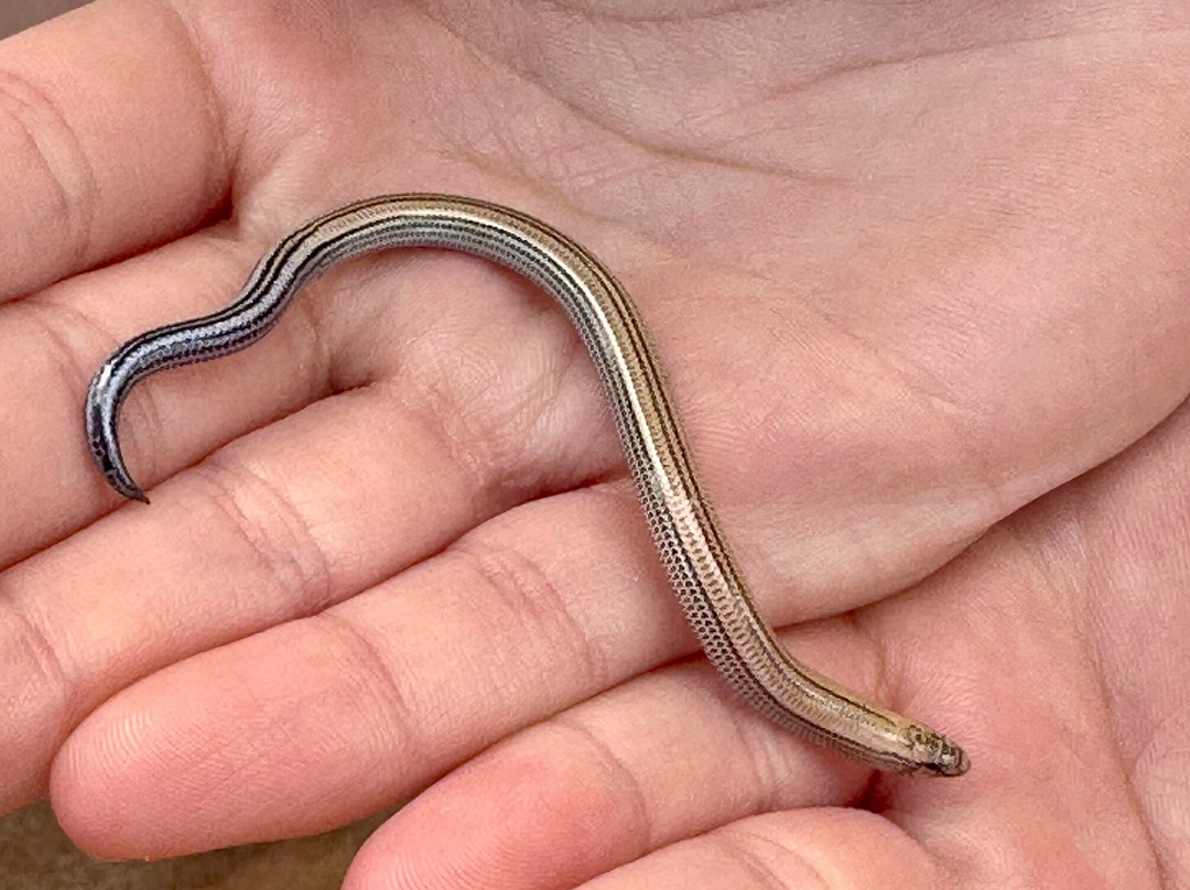 Living Desert Adventures Discover the Little 5-斯瓦科普蒙德必去景点