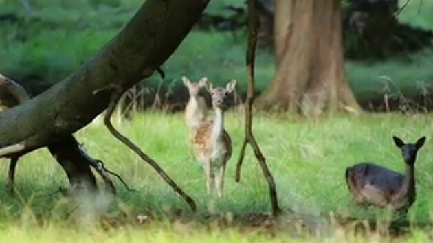 Jægerborg Dyrehave-卡拉姆堡必去景点