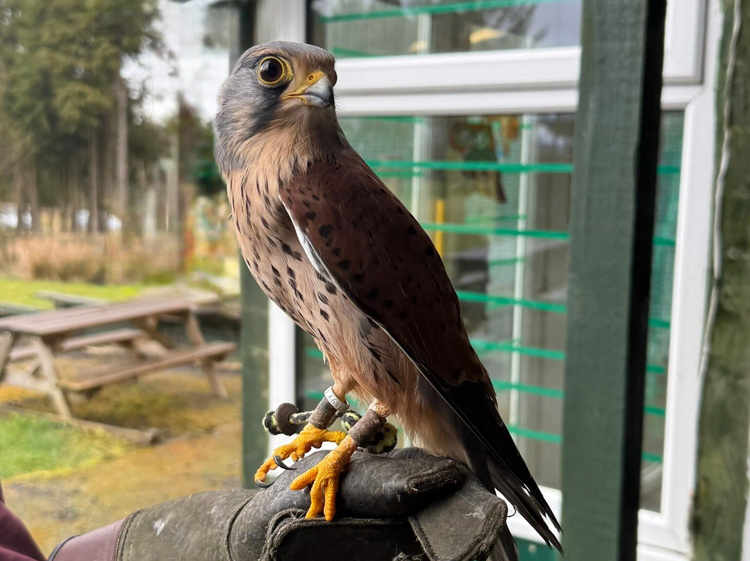 Falconry Days-赫克瑟姆必去景点