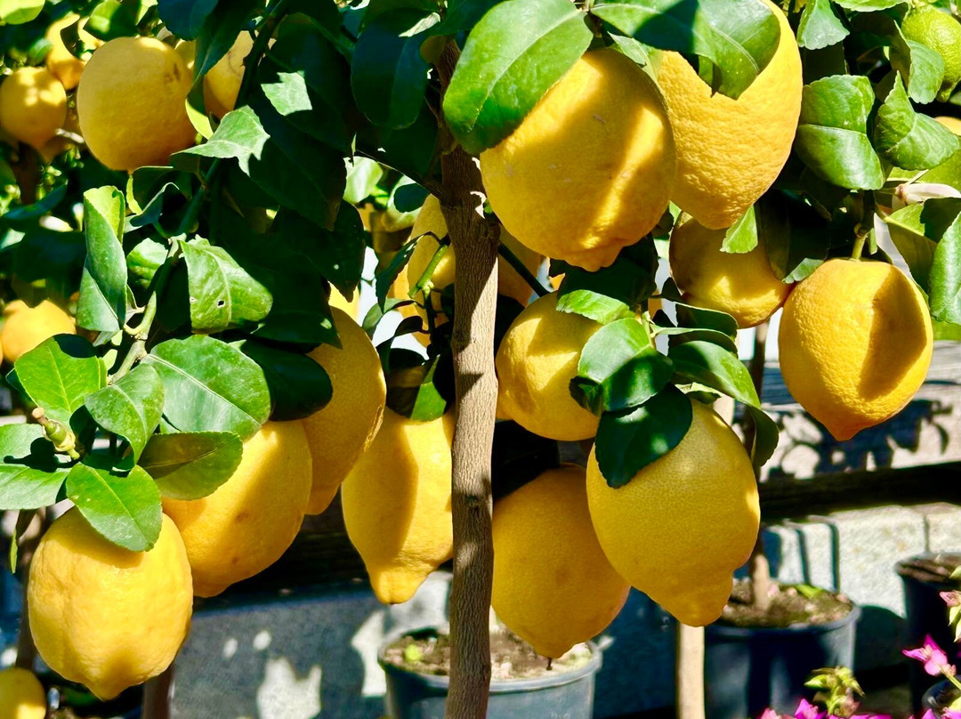 Saturday Market Of Porlezza