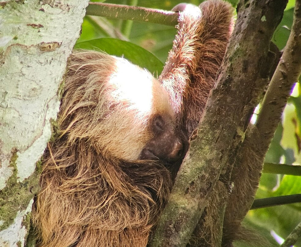 Papa's Place-La Fortuna必去景点