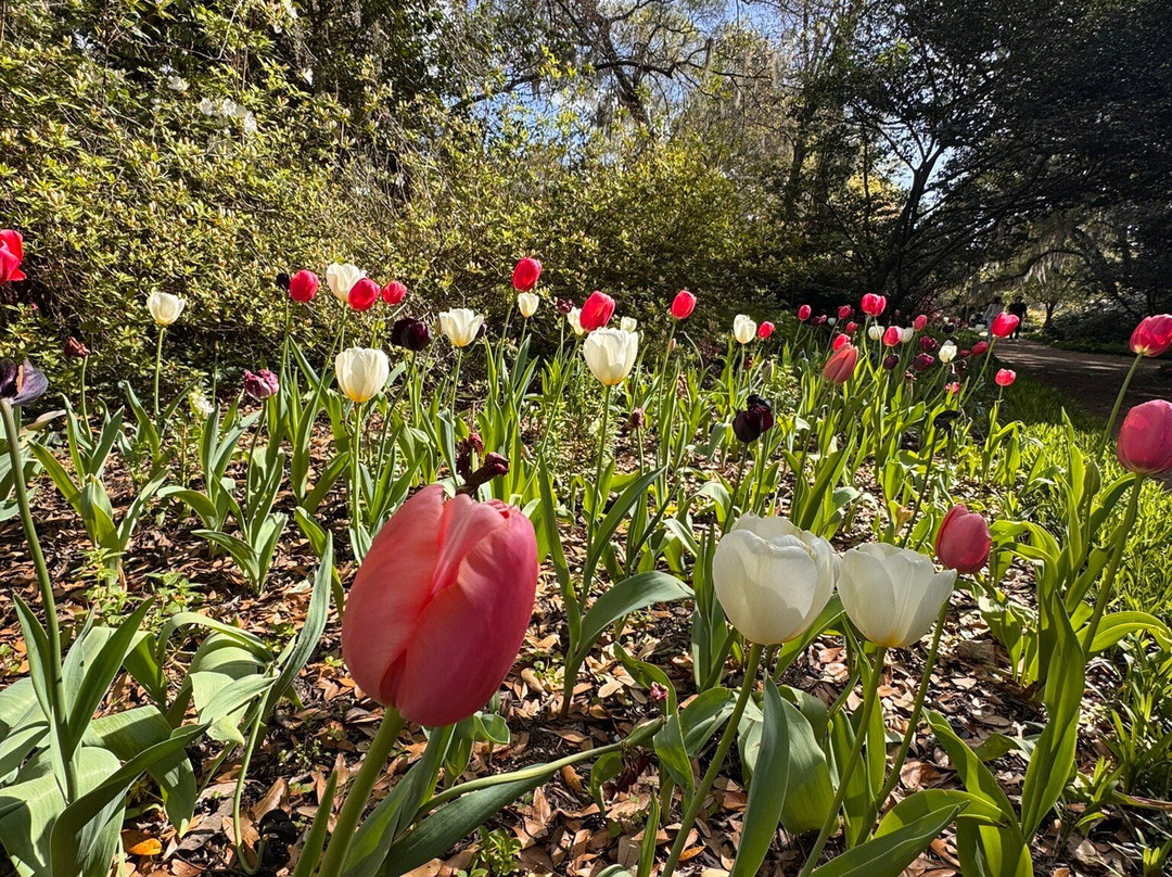 Airlie Gardens-威尔明顿必去景点