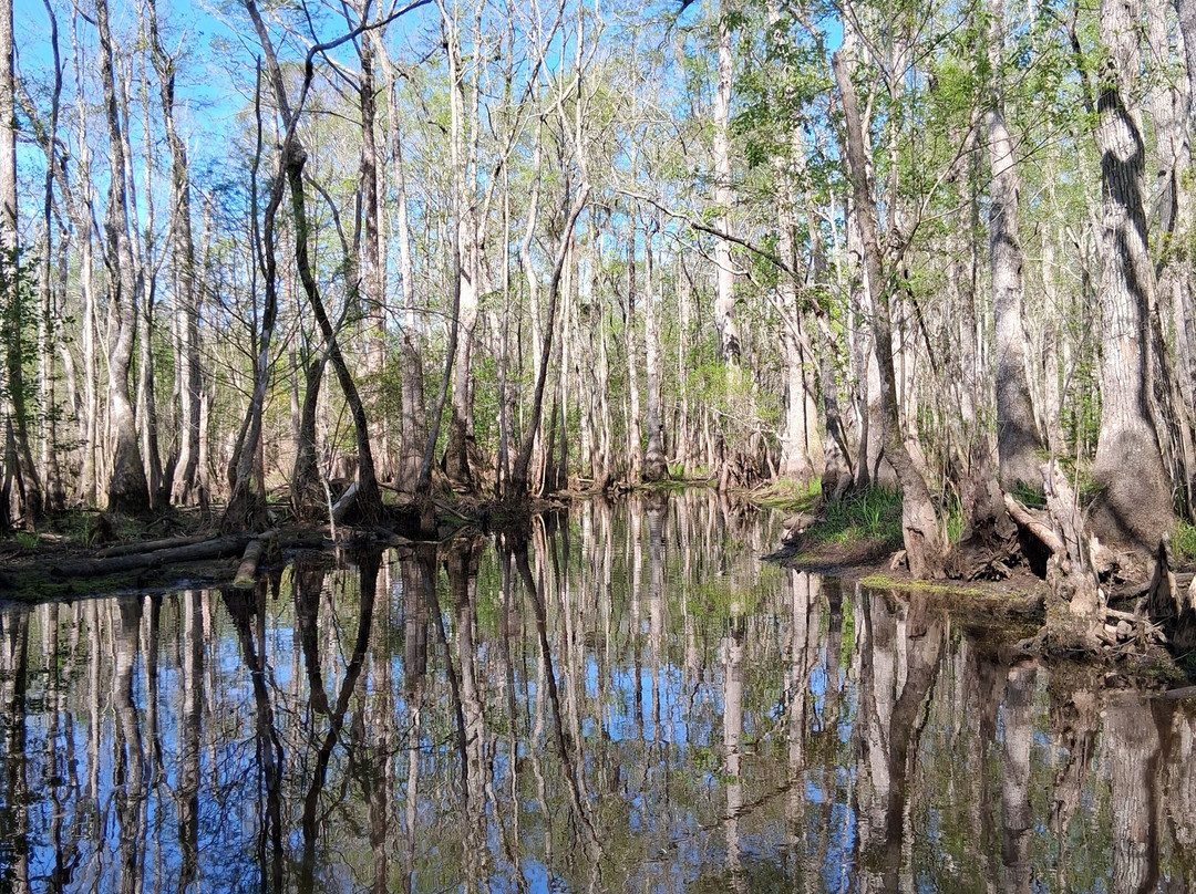 The Swamp Park-Ocean Isle Beach必去景点