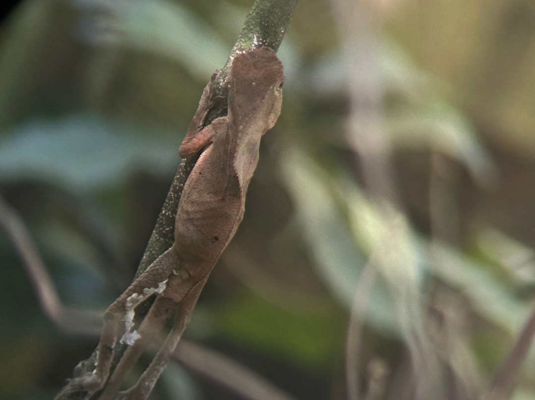 Manuel Antonio Expeditions-哥斯达黎加安东尼奥国家公园必去景点