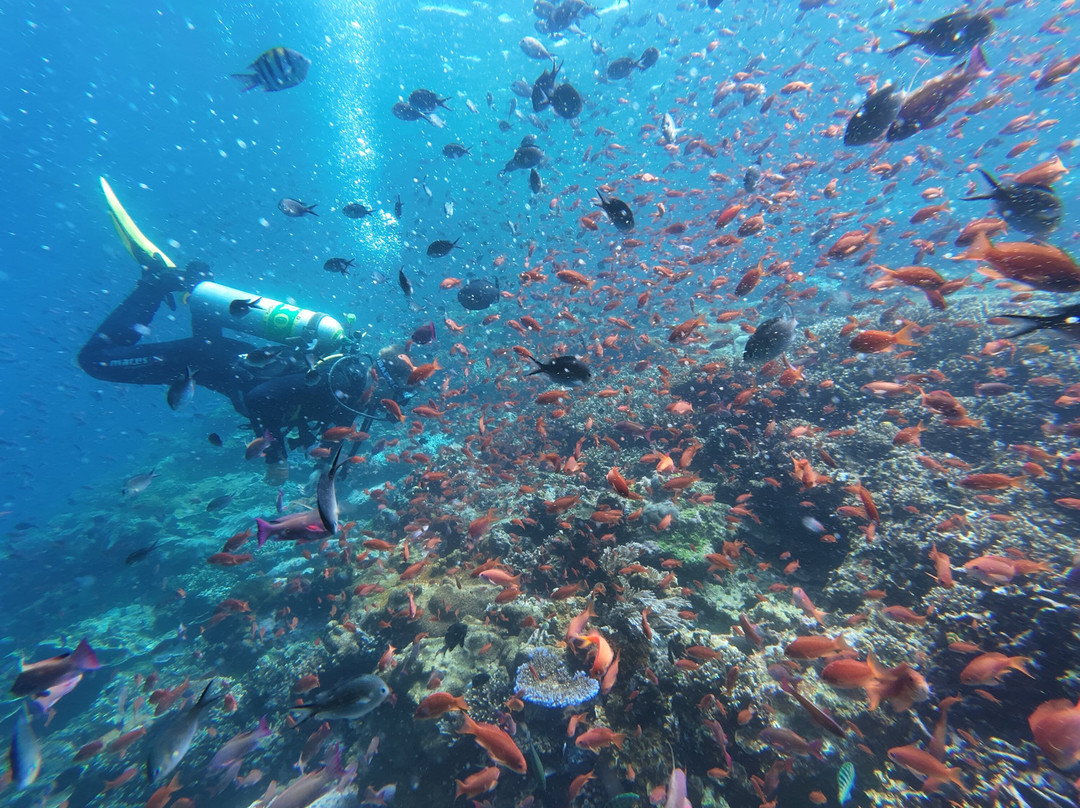 Wet Frog Divers-Labuan Bajo必去景点