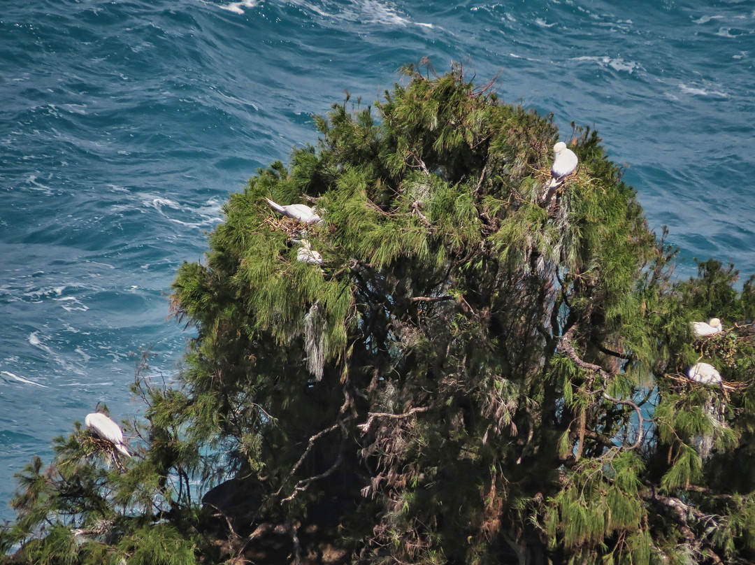 津劳也亚自然生物保护区-基拉韦厄必去景点
