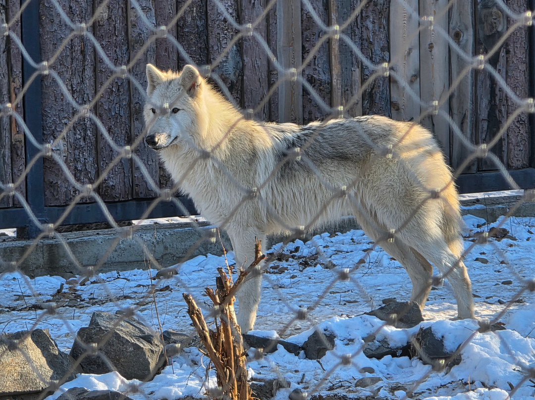 Zoopark Sikhote-Alin-Komsomolsk-on-Amur必去景点