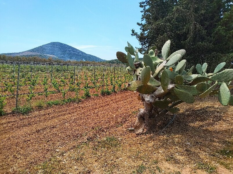 cantina rigàtteri-Santa Maria La Palma必去景点