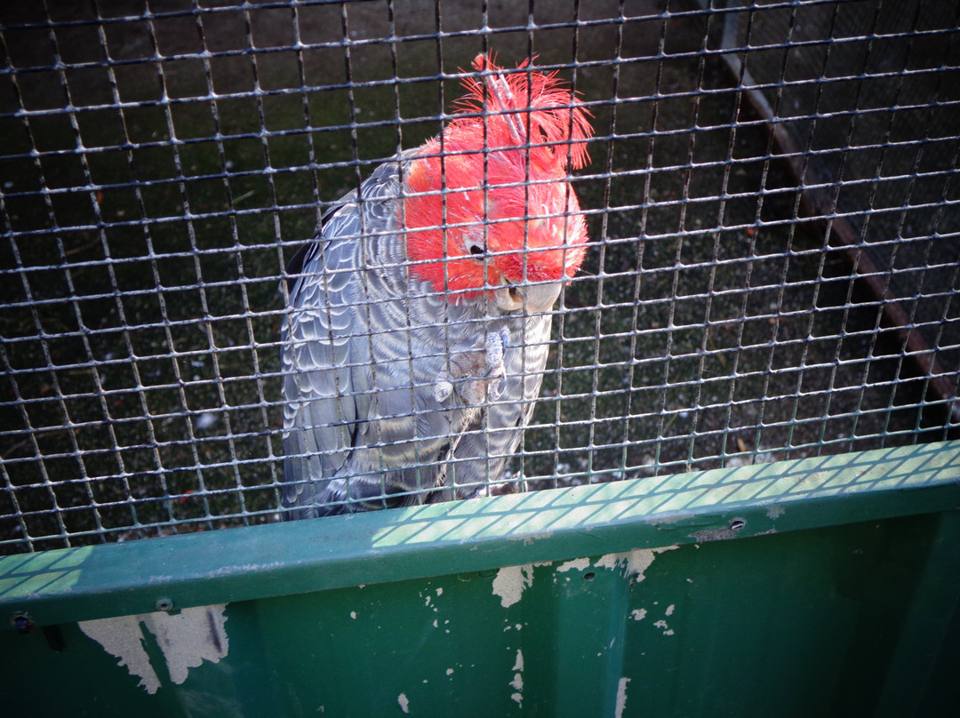 Wings Wildlife Park-Gunns Plains必去景点