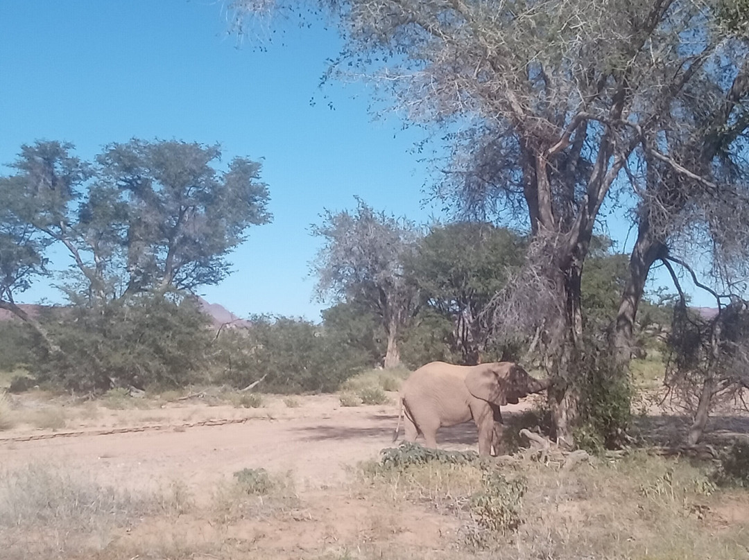 Dessert Elephants Conservation - Kunene Region-Opuwo必去景点