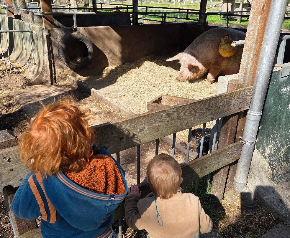 kinderboerderij Dondertman-Holten必去景点