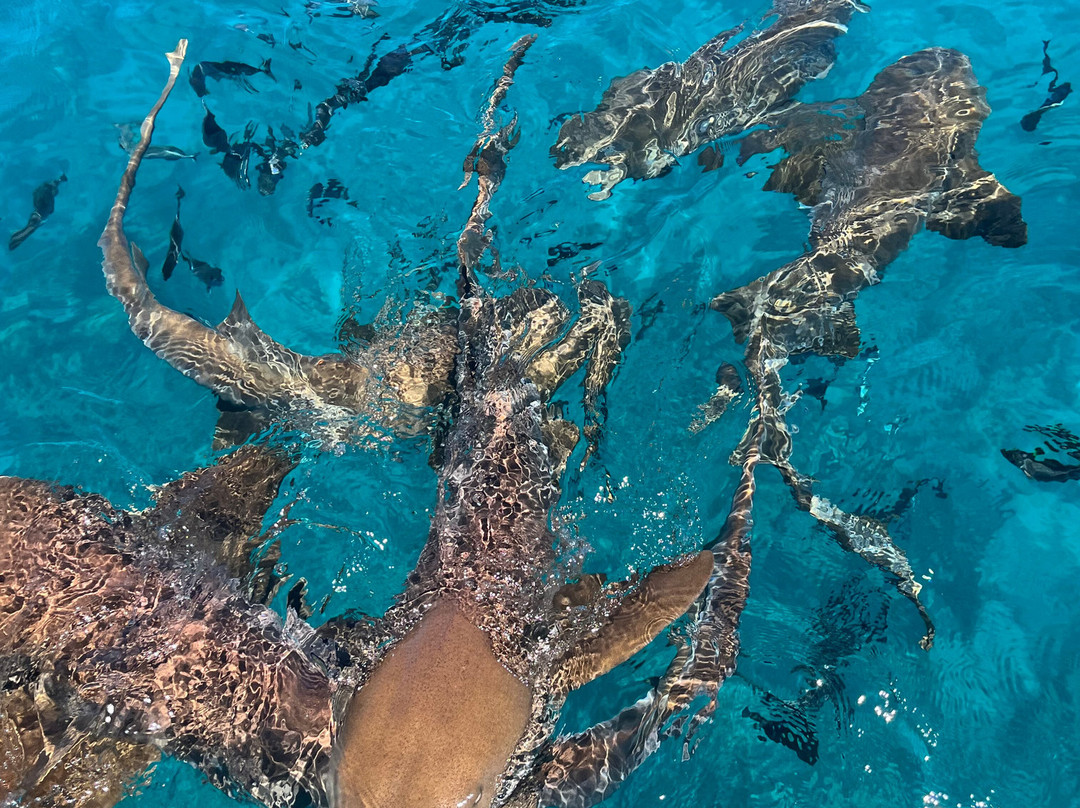 Captain Slate's SCUBA Adventures-Tavernier必去景点