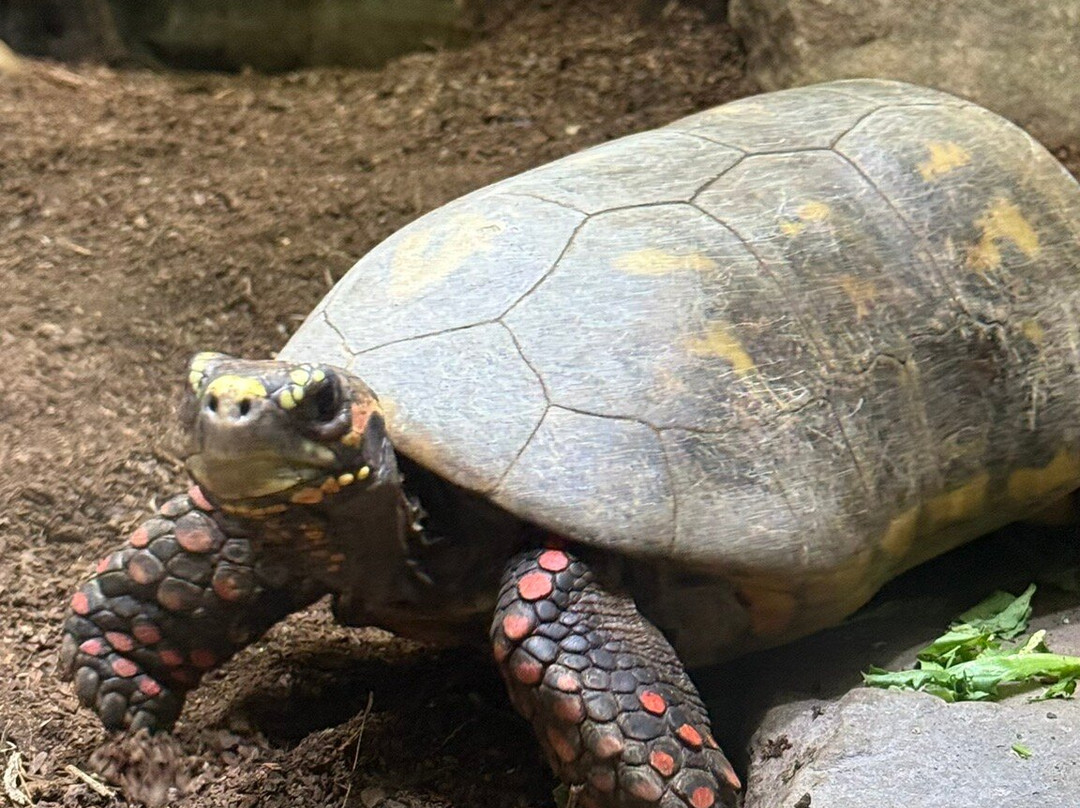 Tierpark und Fossilium Bochum-波鸿必去景点