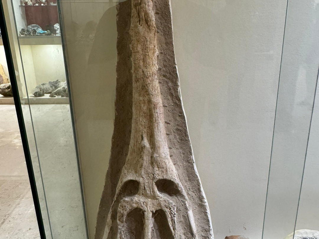 Museum of Mineralogy and Paleontology Stamatiadis-Ialysos必去景点