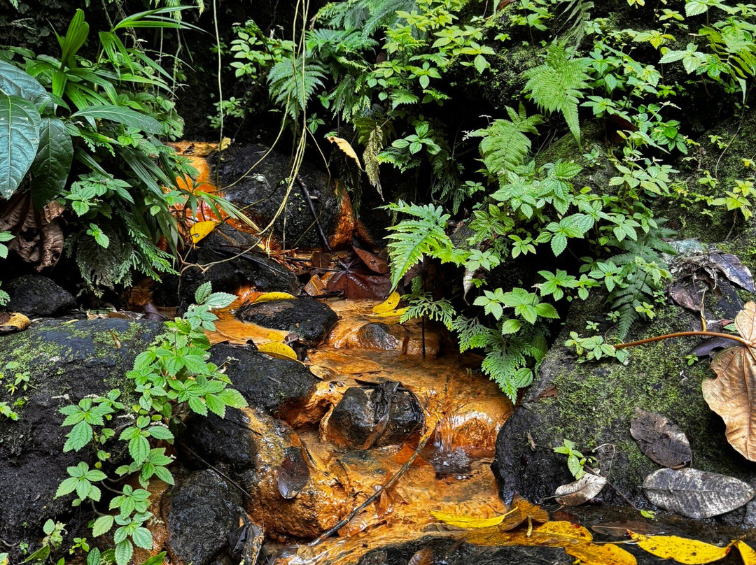 Trafalgar Falls-Morne Trois Pitons National Park必去景点