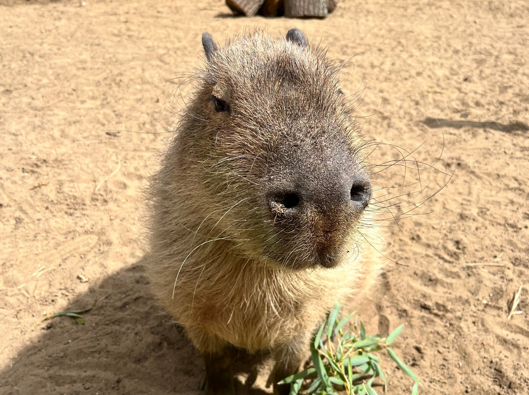 Hertfordshire Zoo-布罗克斯本必去景点