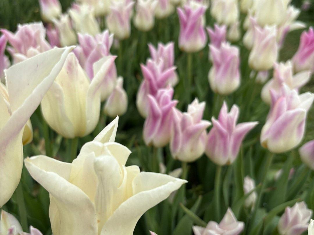 Tulleys Tulip Garden - Warwickshire-沃里克必去景点