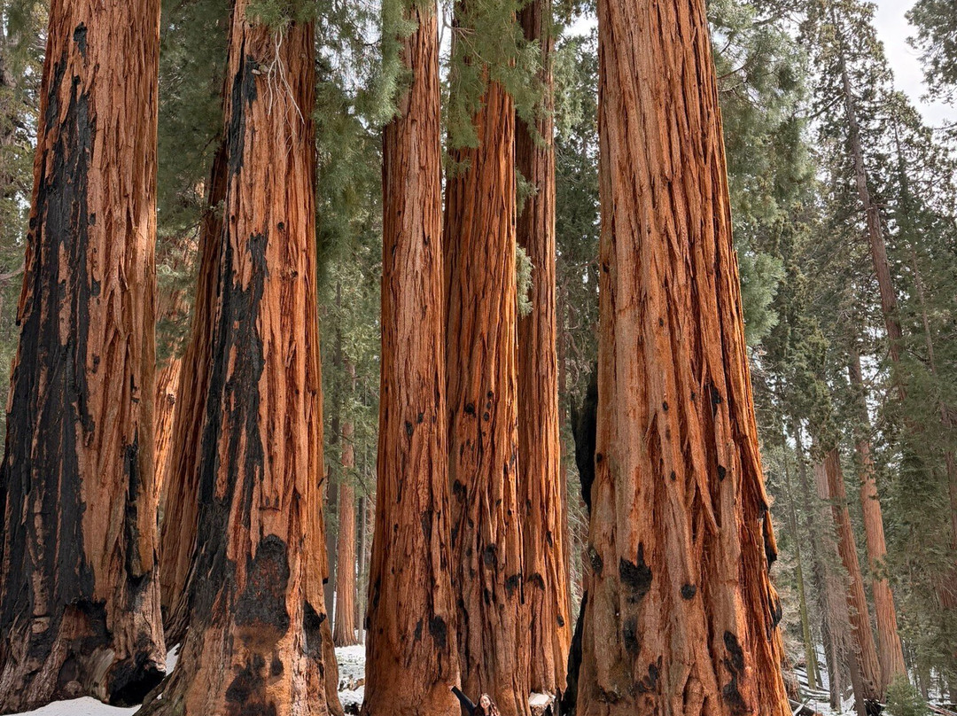 Sequoia and Kings Canyon National Parks-Three Rivers必去景点
