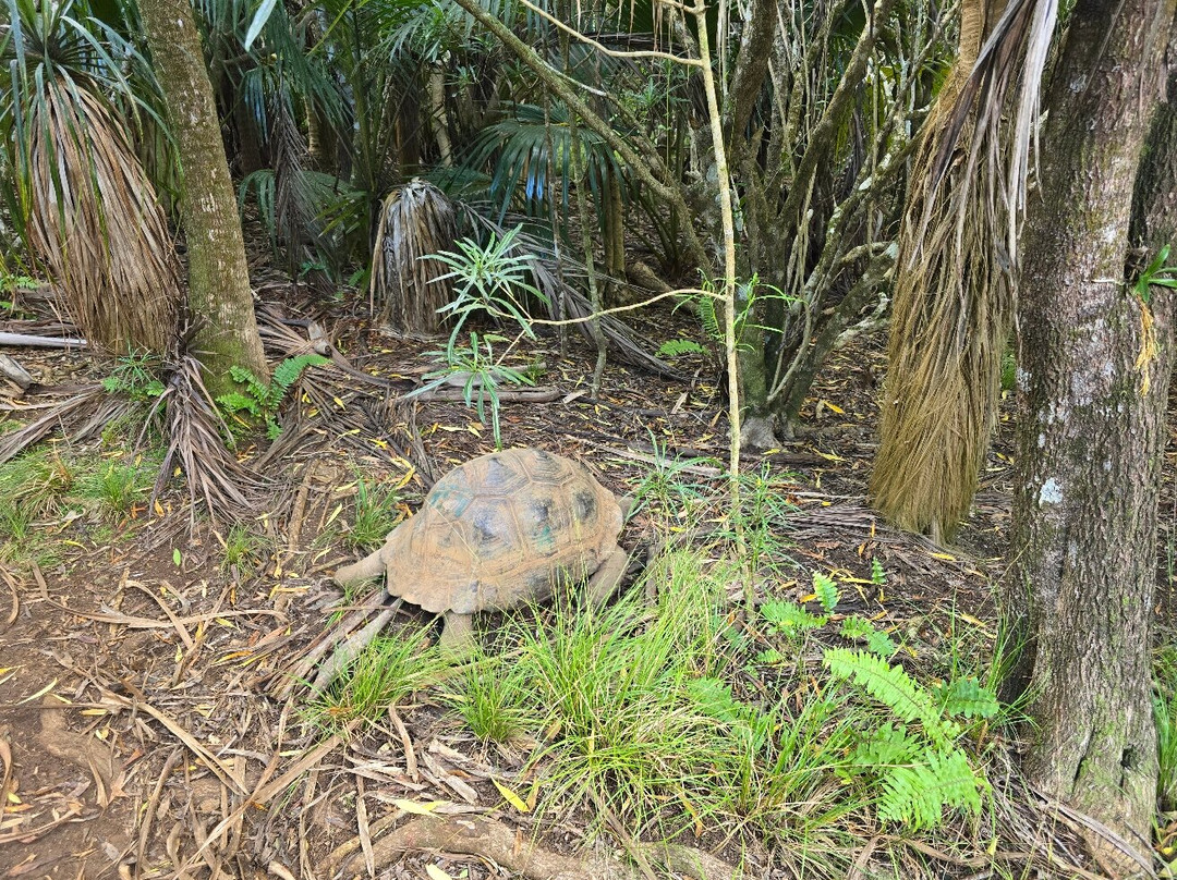 Grande Montagne Nature Reserve-罗德里格斯岛必去景点