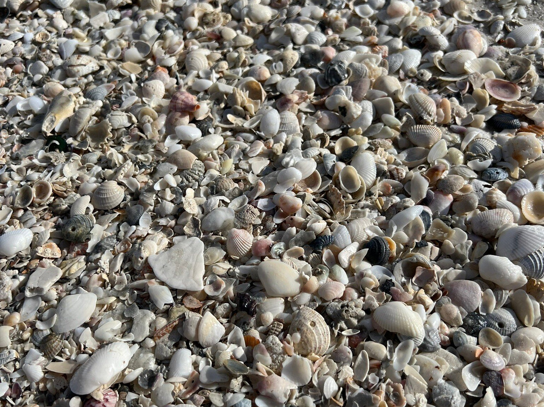 Cortez Beach-布雷登顿必去景点