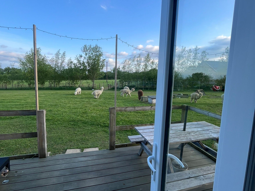 Dartmoor Reach Alpaca Experiences-Bovey Tracey必去景点