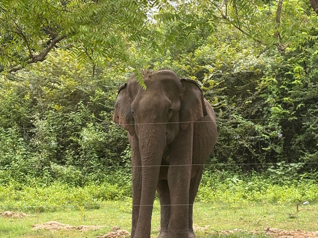 Sri Lanka Private Driver-卡图纳耶克必去景点