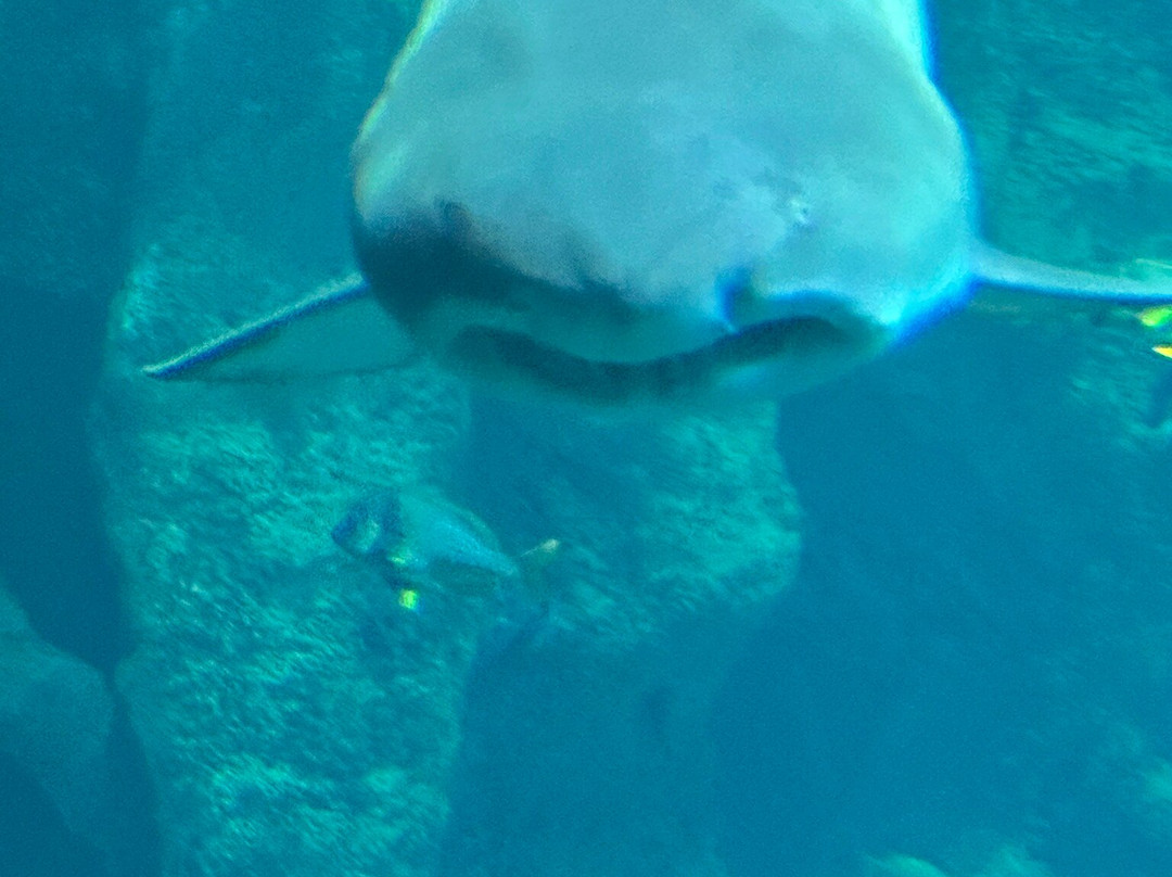 Aquarium La Rochelle-拉罗谢尔必去景点