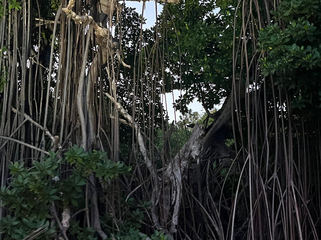 BioIsland-Cabezas必去景点