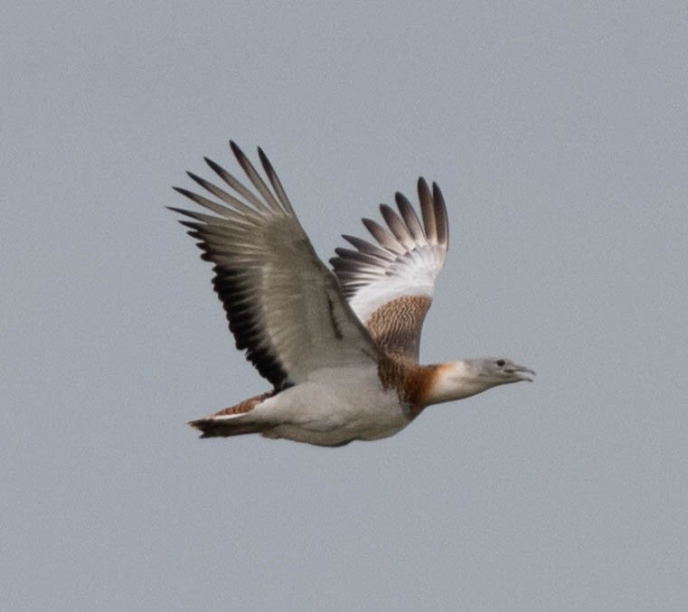 Hungarianbirdwatching.com Day Tours-布达佩斯必去景点