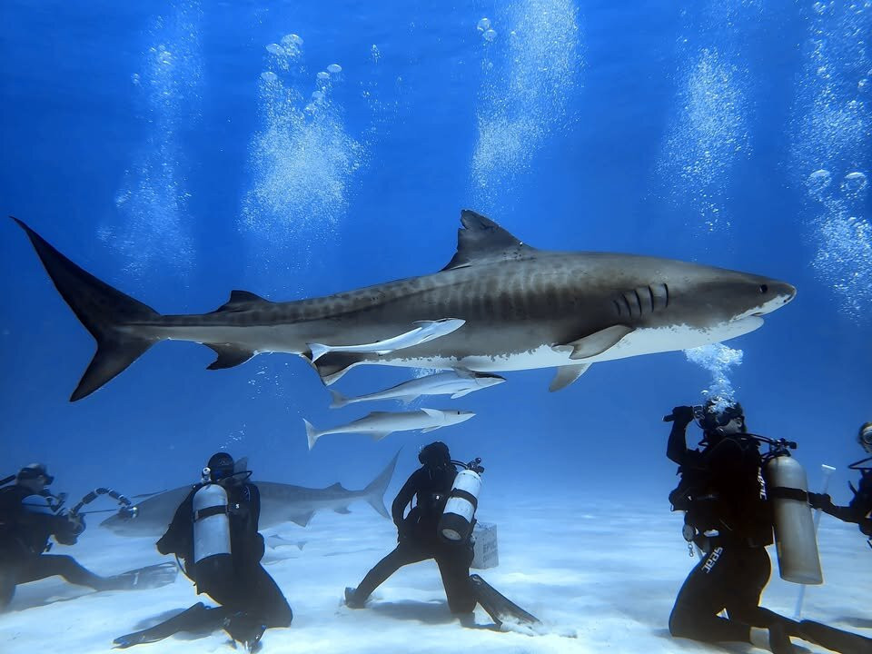 Epic Diving-West End必去景点