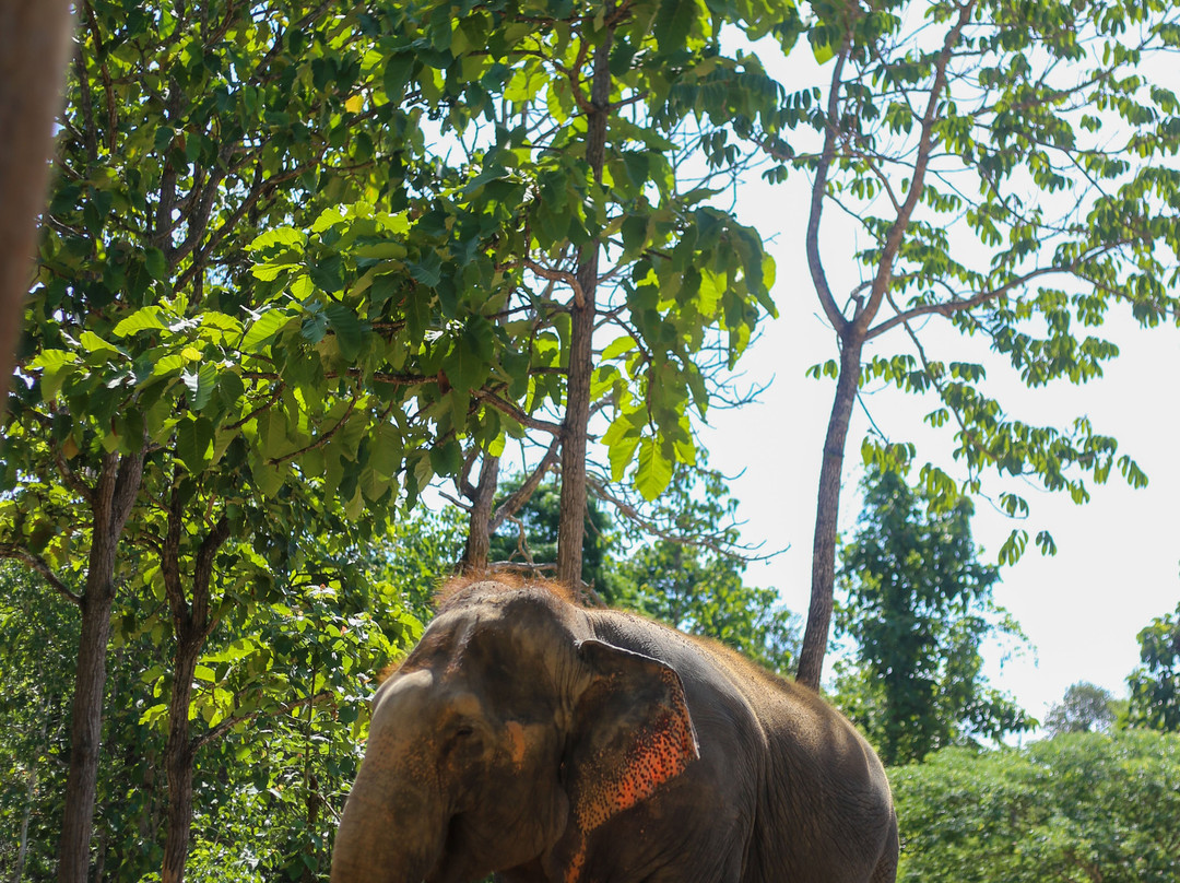 Maerim Elephant Sanctuary-夜林必去景点