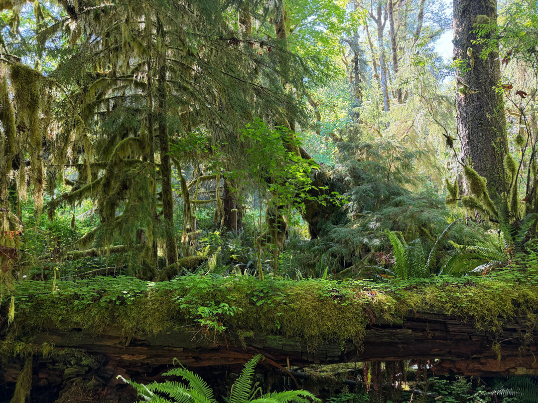 Quinault Rain Forest-奥林匹克国家公园必去景点